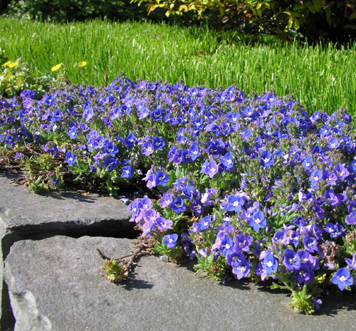 VERONICA schmidtiana (1541)